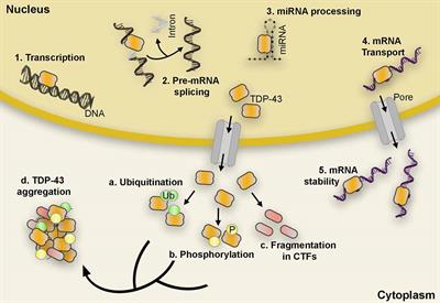 TDP-43 and ER Stress in Neurodegeneration: Friends or Foes?